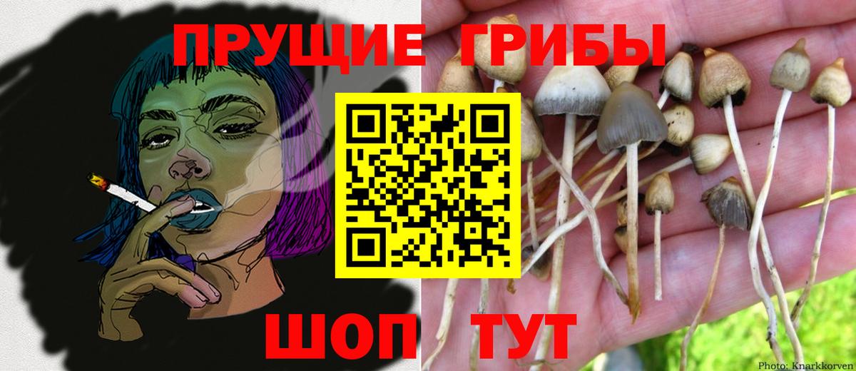 Псилоцибиновые грибы мицелий Качканар